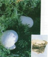 Ӧ  Ѭ²ݷ յ  ɻͼƬ