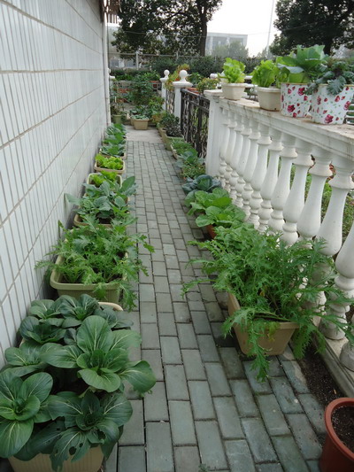 首家阳台种菜设计者系列产品 - 武汉快乐农场园