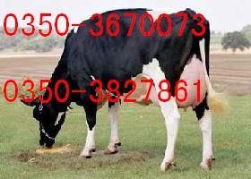 奶牛价格2013年奶牛最新报价山西奶牛价格广