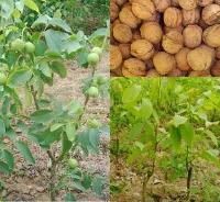 ��Ӧ�����磬������۸�ɽ�������磬ɽ��������