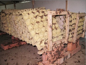 ҩЫ��ֳ�ܲ�