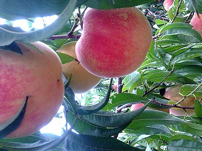 ������,������Ʒ��,���ӵ�Ʒ��,����Ʒ��,����Ʒ��,��Ʒ����