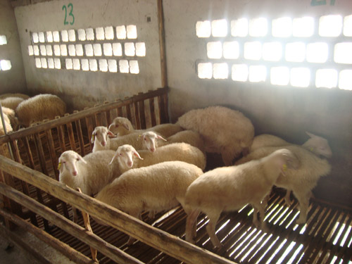 �ڳϺ�����ֳ����������3