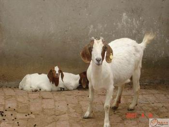 �ƹ�����̳̣����۲���ɽ��ɽ��������ҵ��Ʒ��ͼ