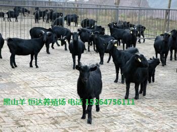 黑山羊种羊波尔山羊种羊恒达养羊场供应产品大图