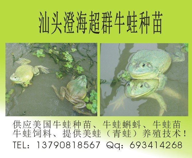 �㶫ţ����-��ͷ��ţ������ֳ